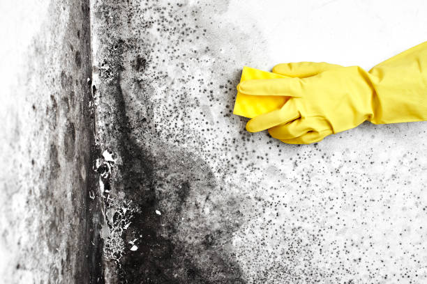 Crawl Space Mold Removal in Whitney, SC